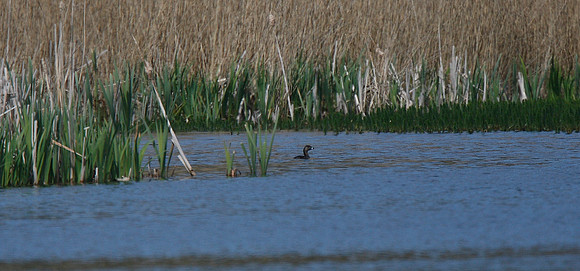 Pied-billed Grebe