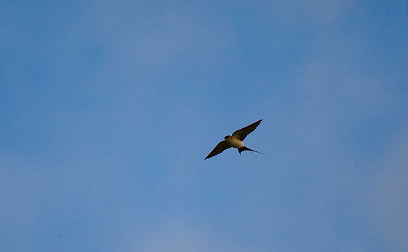 Red-rumped Swallow