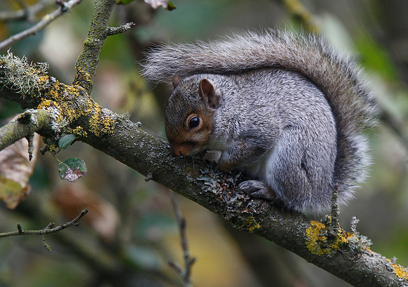 Grey Squirrel
