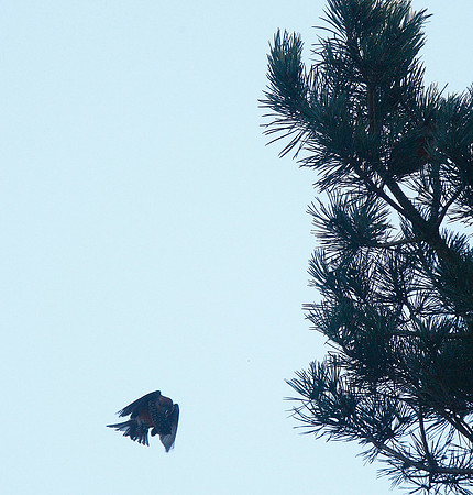 Parrot Crossbill