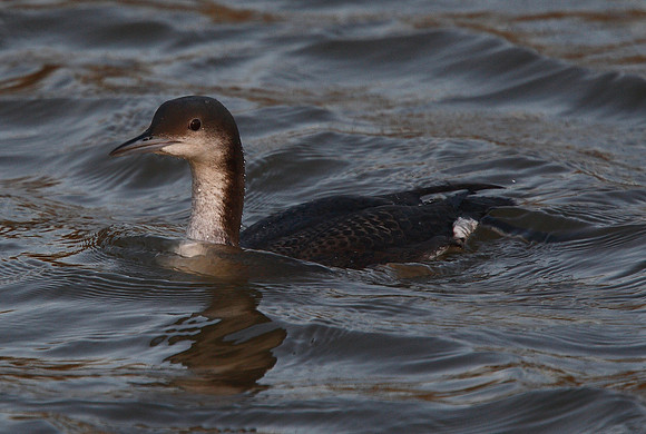 Black-throated Diver