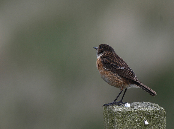 Stonechat