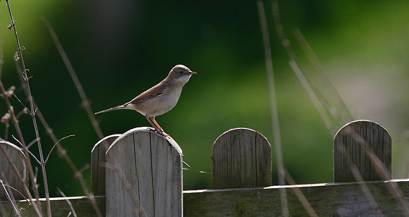 Whitethroat