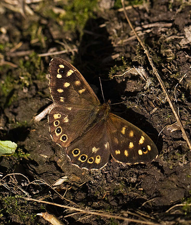 Speckled Wood