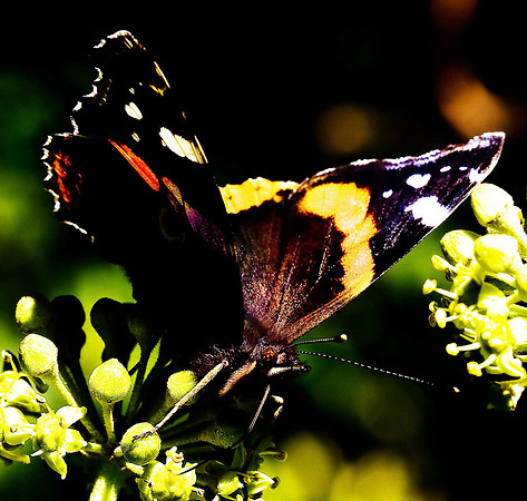 Red Admiral