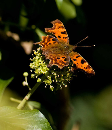 Comma