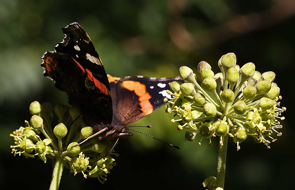 Red Admiral