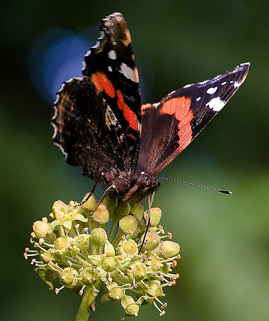 Red Admiral