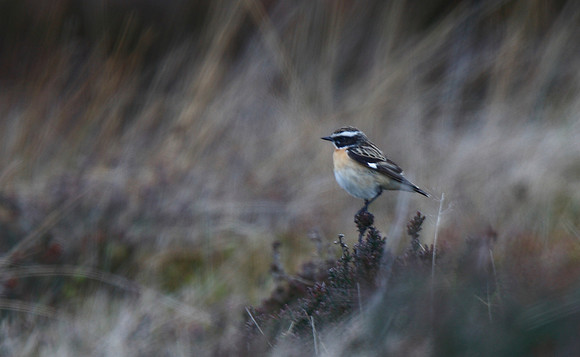 Whinchat