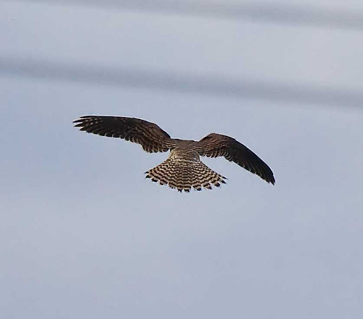 Kestrel