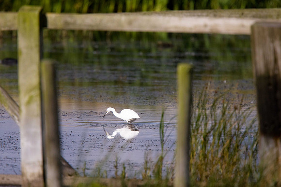Little Egret