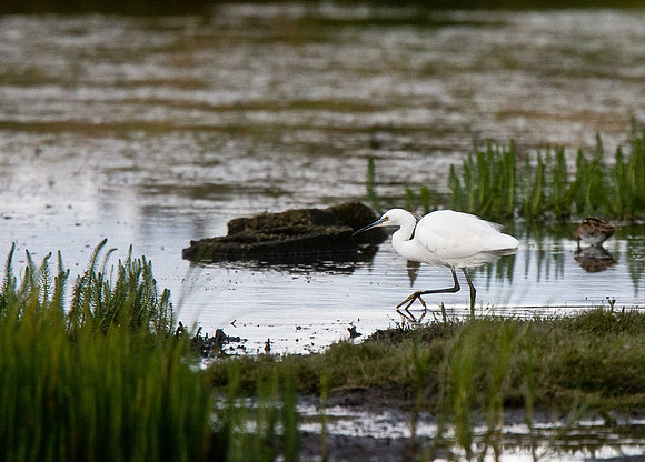 Little Egret