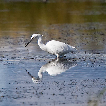 Little Egret