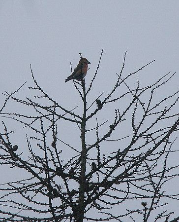 Crossbill