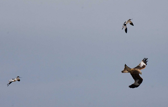 Red Kite