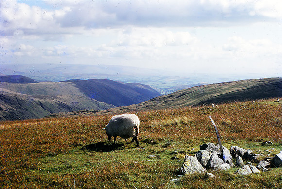 Looking back to Sleddale & the Pennines Sept 66