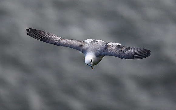 Fulmar