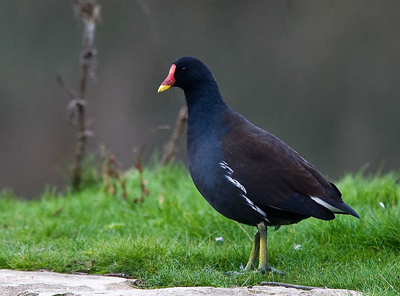 Moorhen