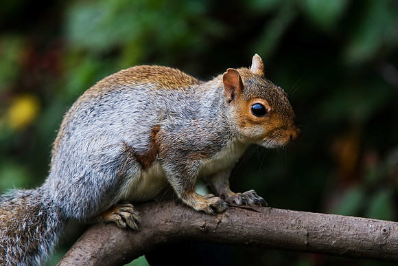Grey Squirrel