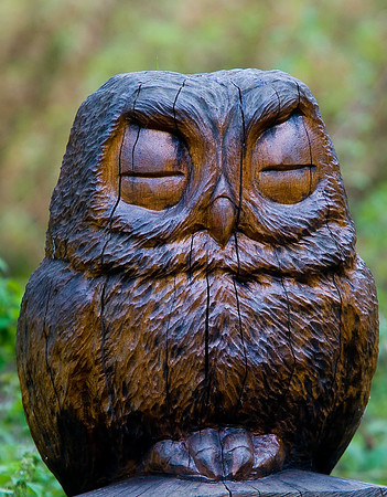 Owl