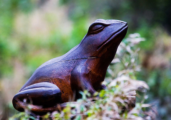 Frog