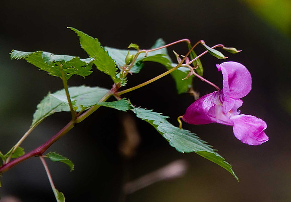 Himalayan Balsam