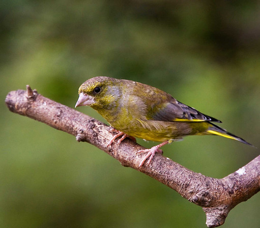 Greenfinch