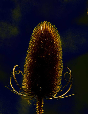 Teasel