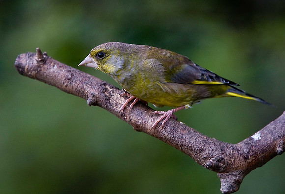Greenfinch