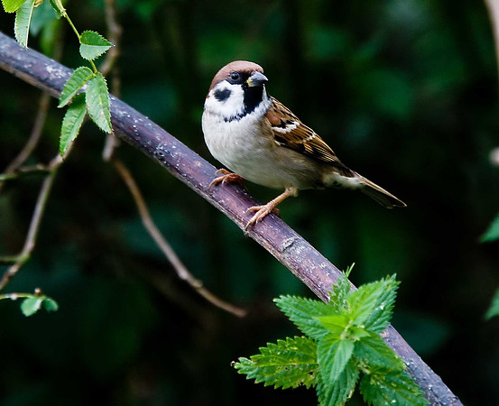 Tree Sparrow