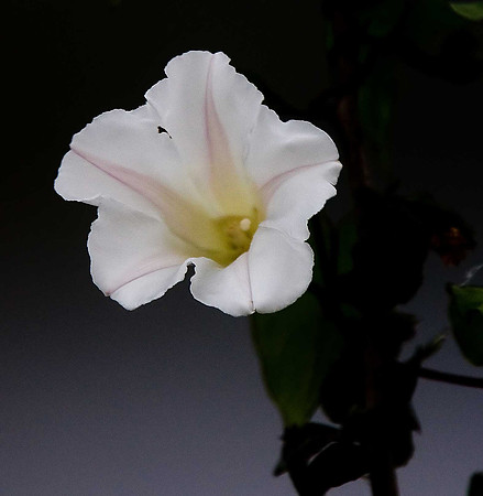 Hedge Bindweed