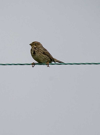 Corn Bunting