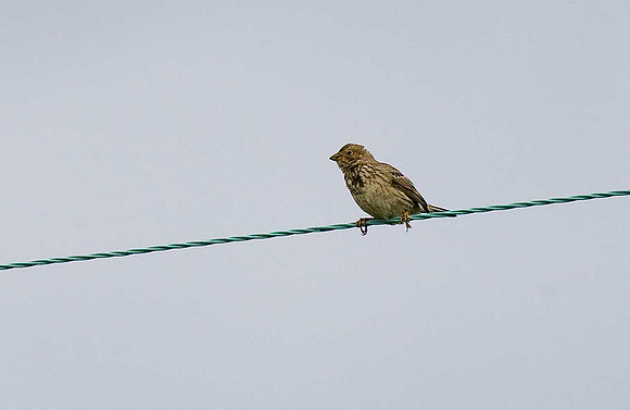 Corn Bunting