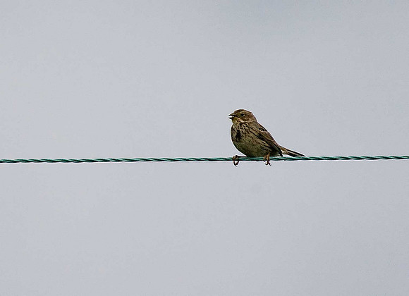 Corn Bunting