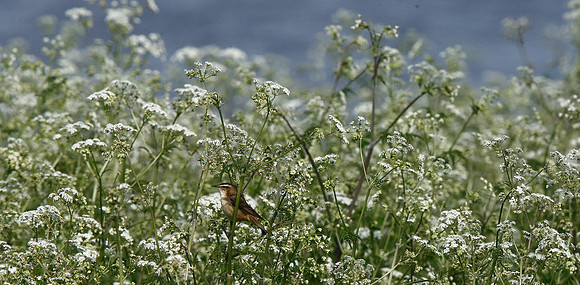 Sedge Warbler