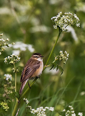 Sedge Warbler