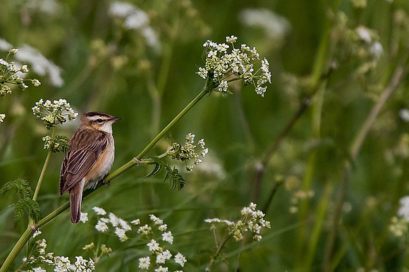 Sedge Warbler