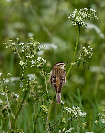 Sedge Warbler