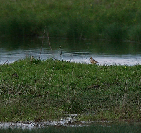 Buff-breasted Sandpiper