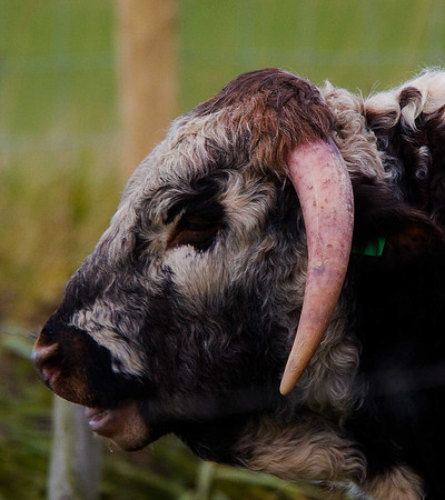 Longhorn