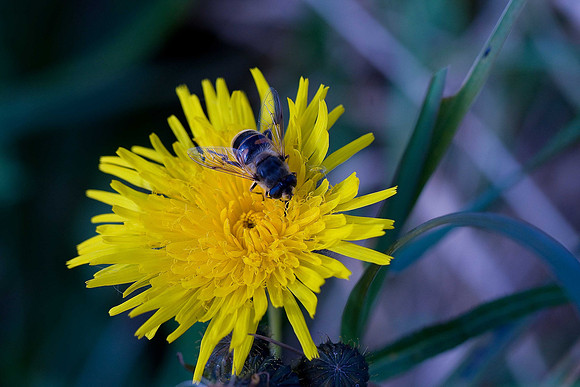 Smooth Sow-thistle
