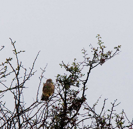 Kestrel