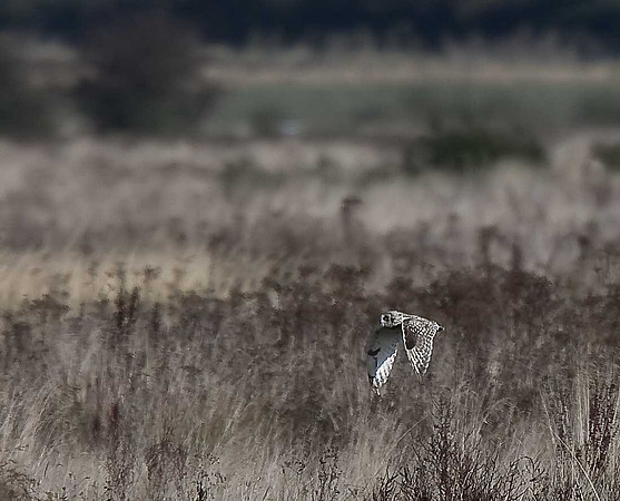 Short-eared Owl