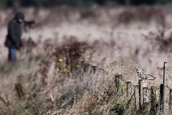 Short-eared Owl
