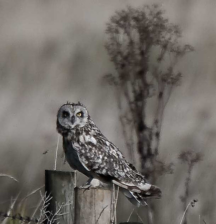 Short-eared Owl