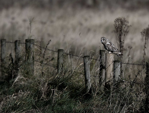 Short-eared Owl