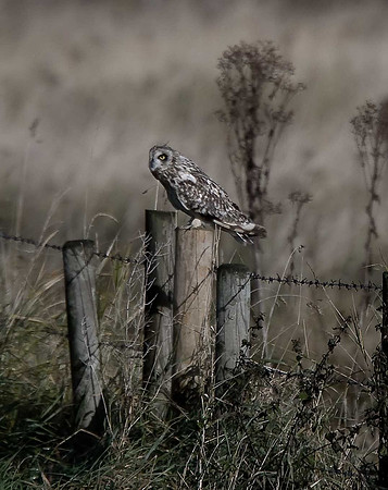 Short-eared Owl