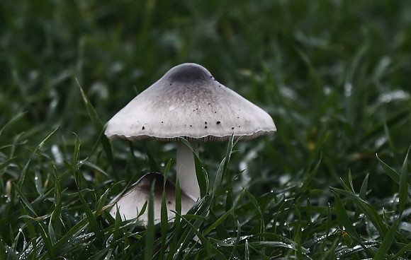 Fungus