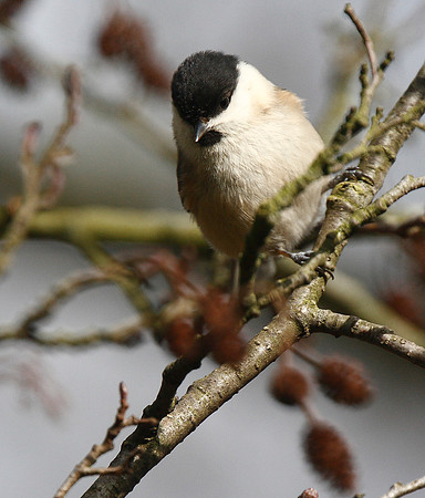 Marsh Tit