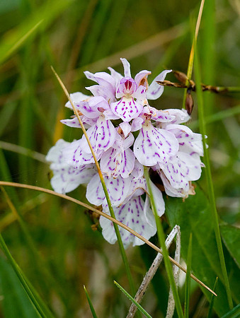 Heath spotted orchid [dactylorhiza maculata] Unst